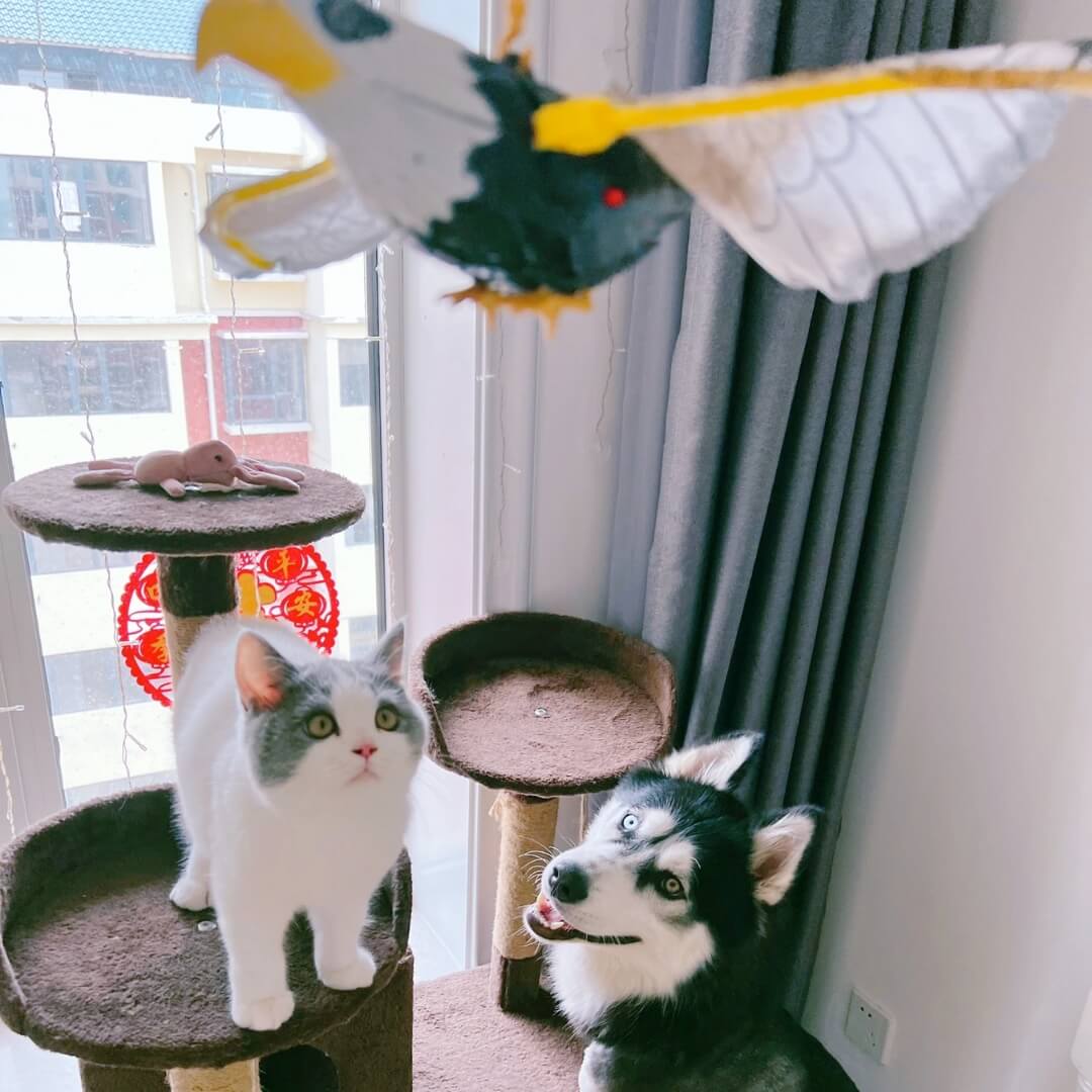 Oiseau Battant des Ailes