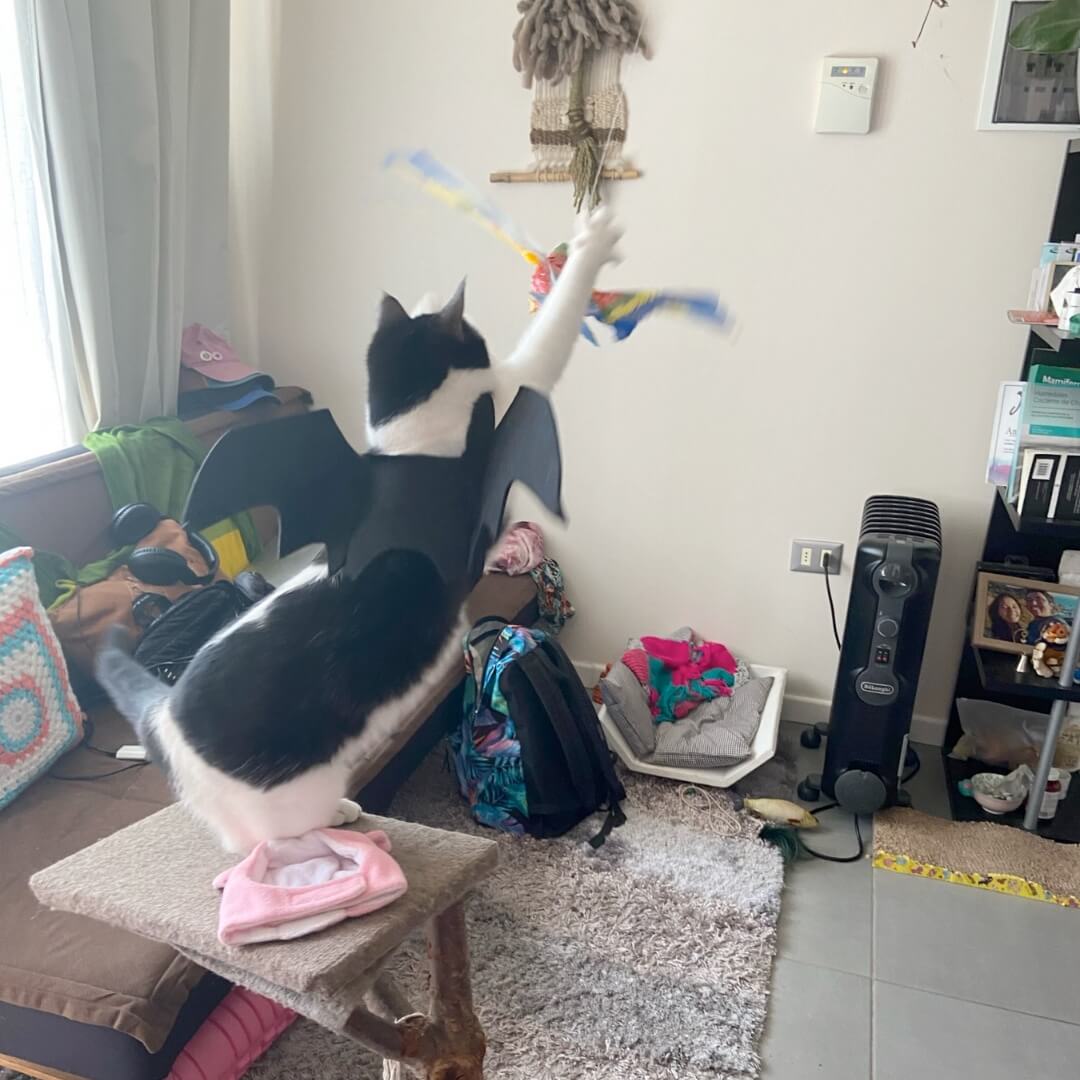 Oiseau Battant des Ailes