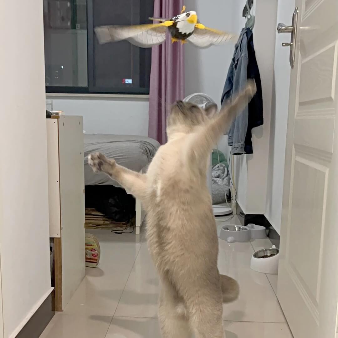 Oiseau Battant des Ailes